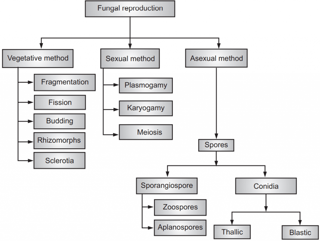 Methods of Reproduction of Fungi