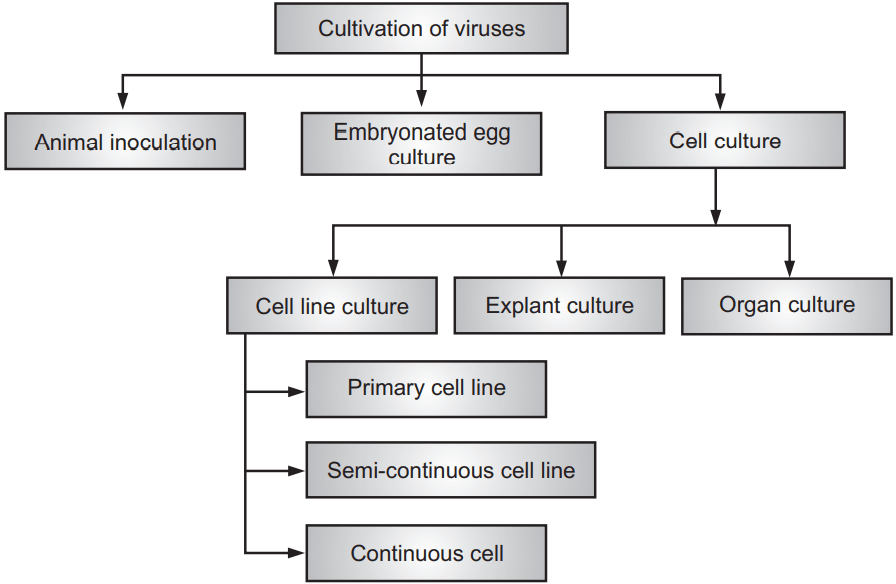Methods of cultivation of viruses