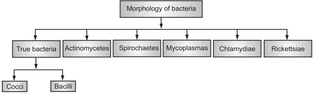 Morphological Classification of Bacteria