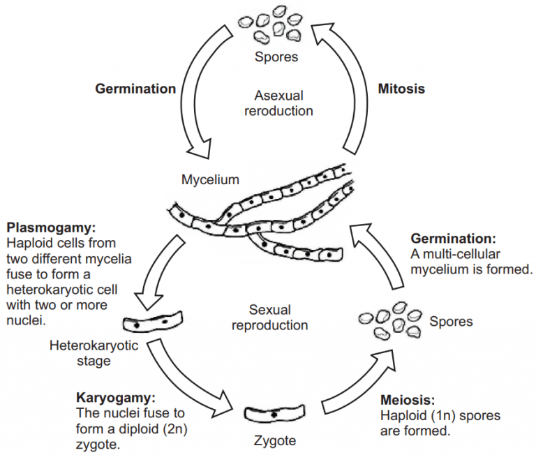 Fungi (Importance, Classification And More) - Solution Pharmacy