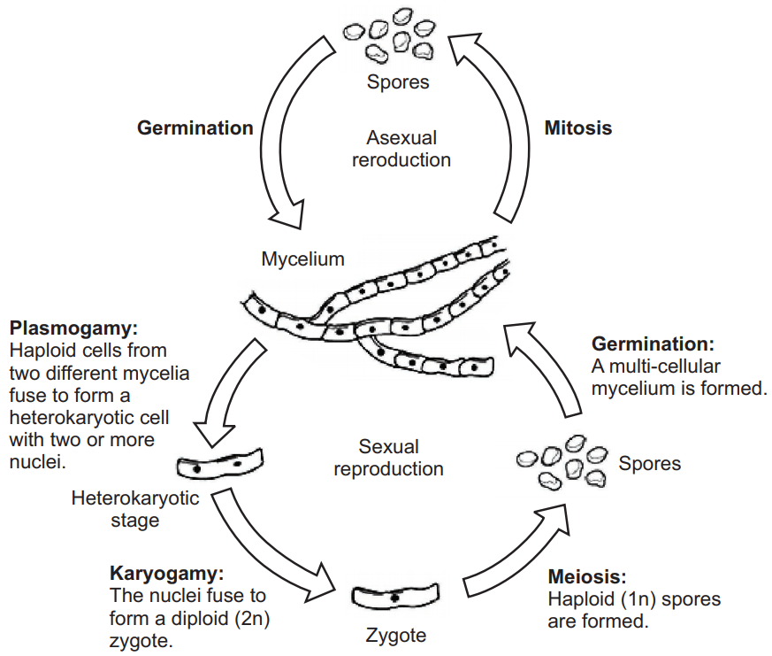 Reproduction Method of General Fungi
