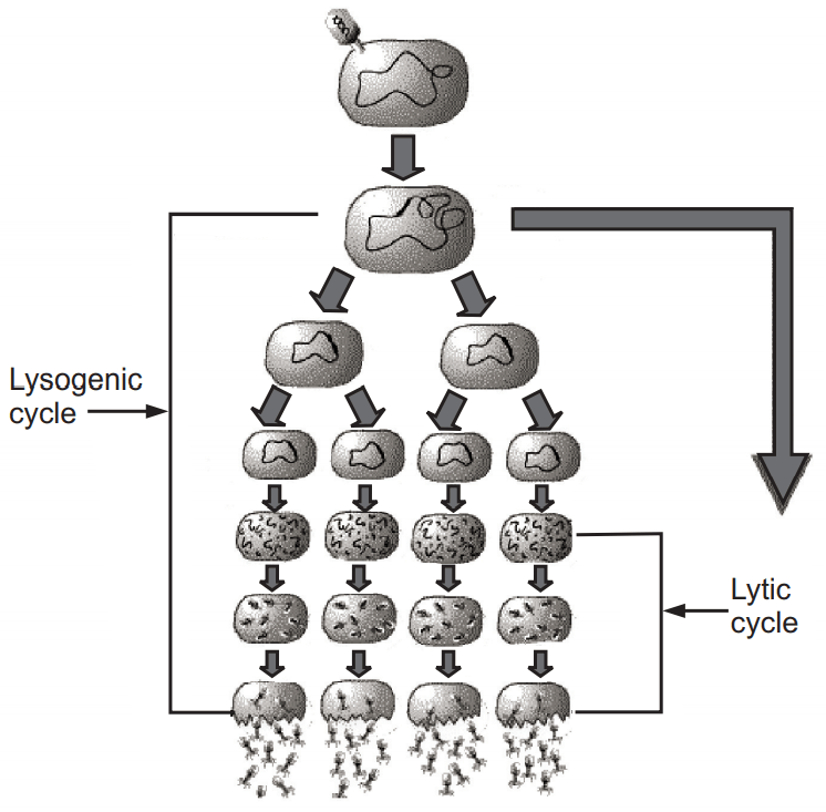 Reproduction of virus through Lysogenic cycle