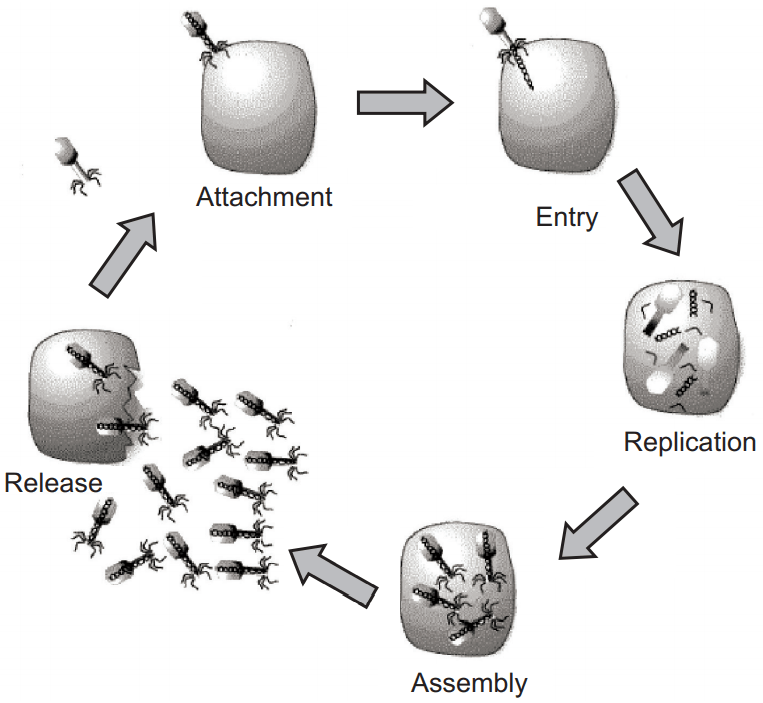 Reproduction of virus through Lytic cycle