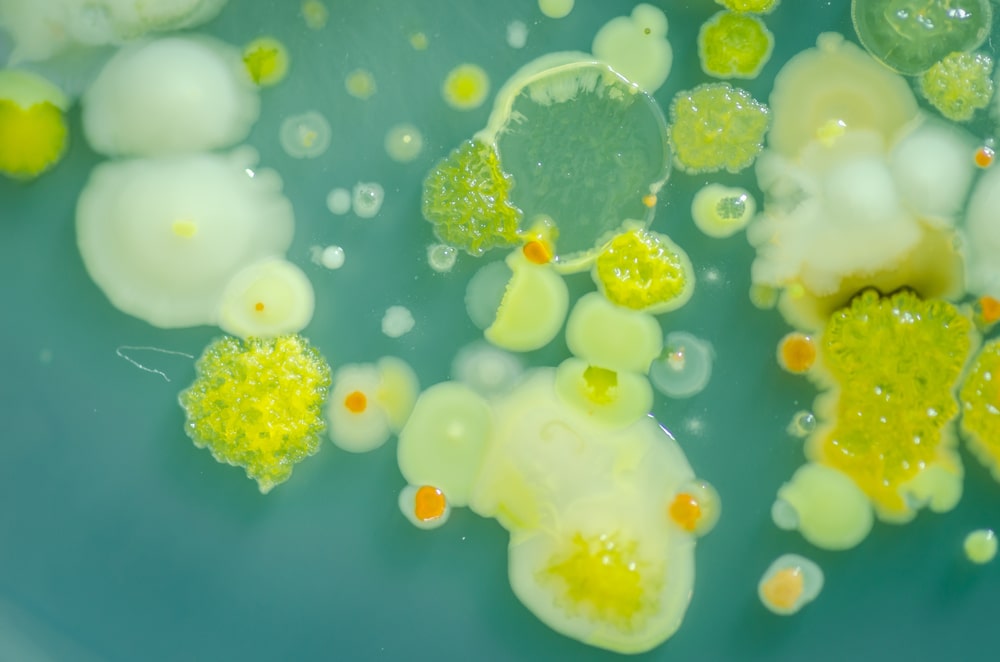 Sources and Types of Microbial Contaminants