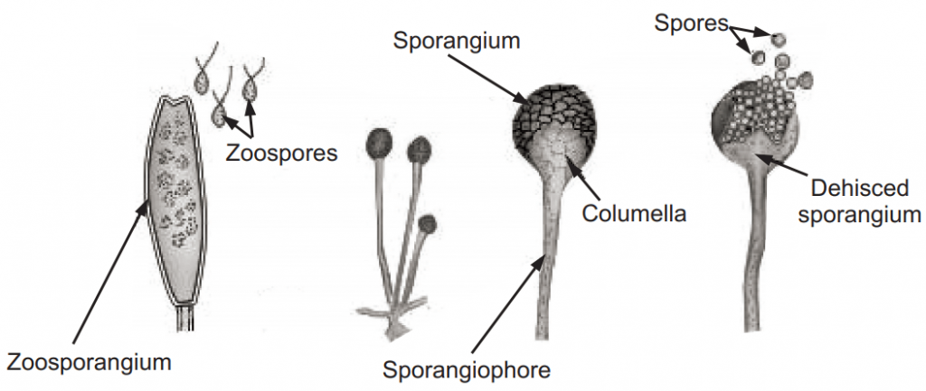 Spores and zoosporangia