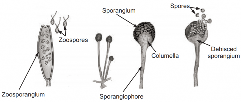 Fungi (Importance, Classification and More) - Solution Pharmacy