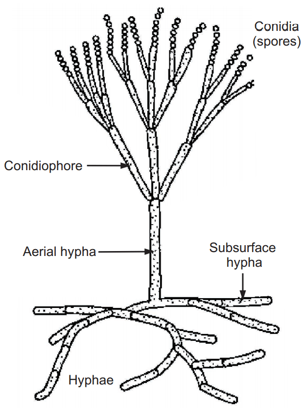 Structure of Mold