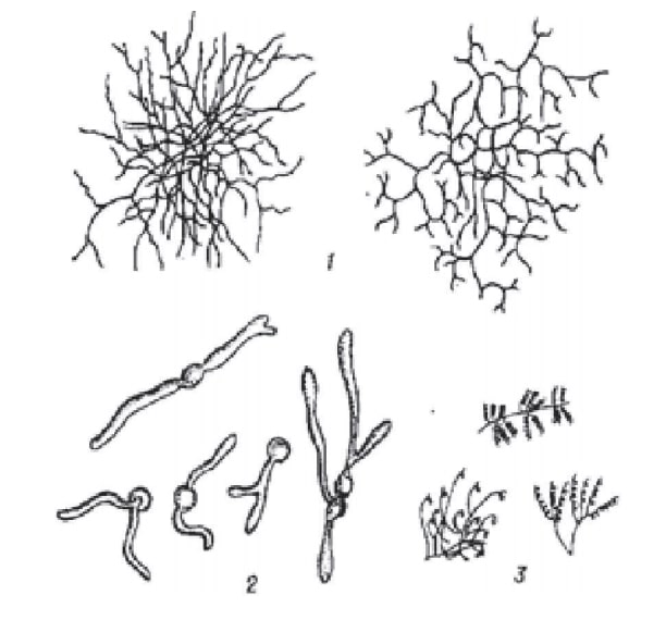 Various Actinomycetes