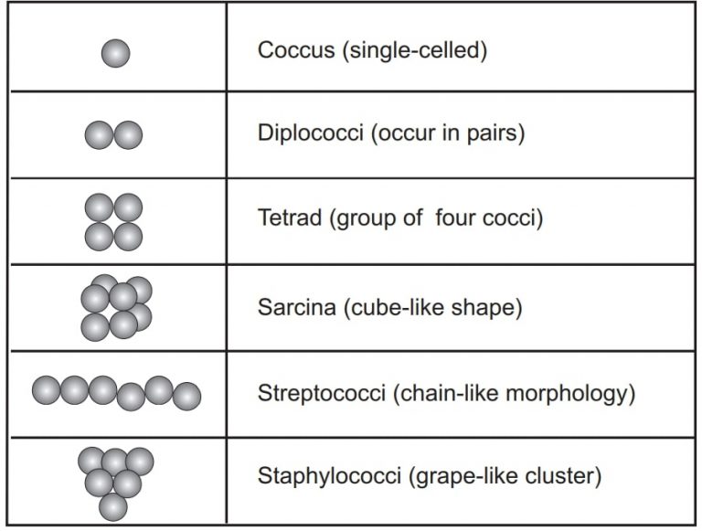 Morphological Classification of Bacteria - Solution Parmacy