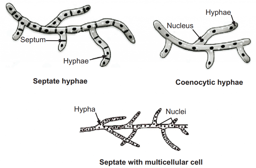 Various types of Hyphae