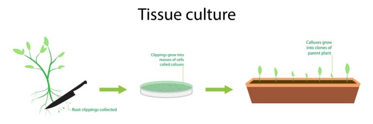 Applications Of Plant Tissue Culture - Solution Parmacy