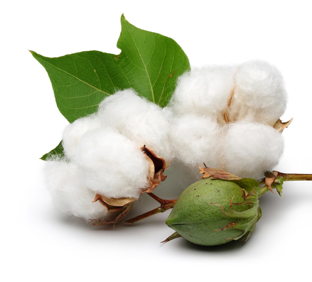 Cotton with cotton boll