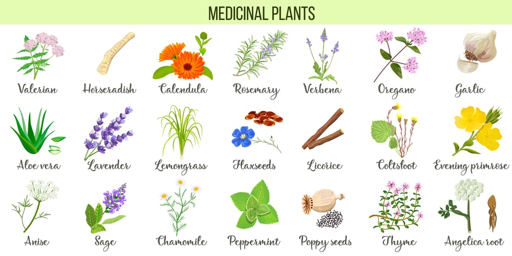 Factors Influencing Cultivation of Medicinal Plants