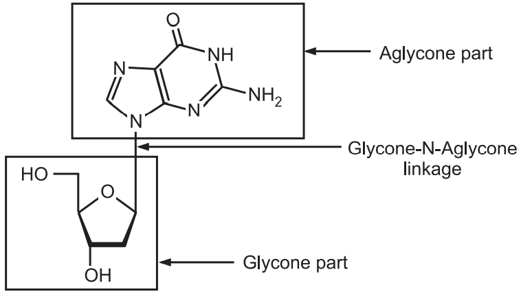 N-Linkage of Nucleoside