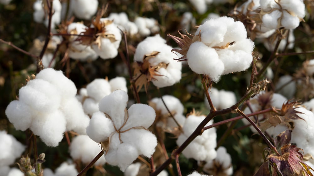 Short Note on Cotton