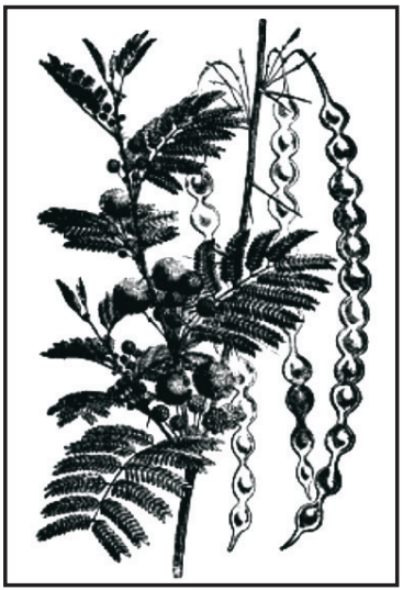 Acacia arabica leaves and fruits