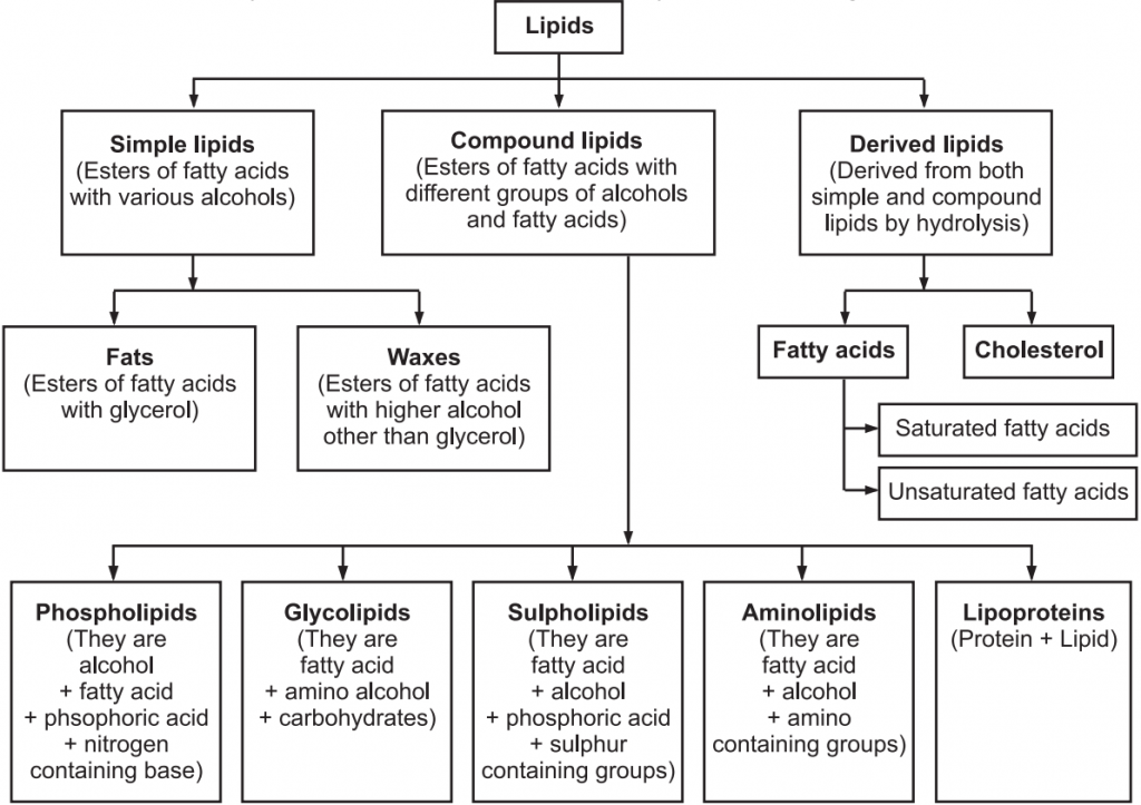 Classification of lipids