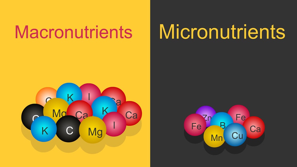 Difference Between Micronutrients And Macronutrients