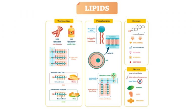 what is Lipids
