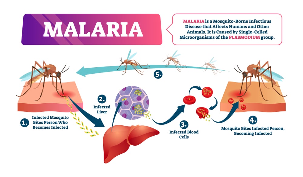 National Malaria Prevention Programme Solution Parmacy