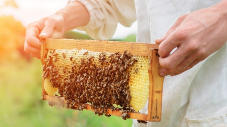 Preparation of Honey