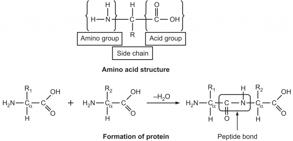 The building block of protein