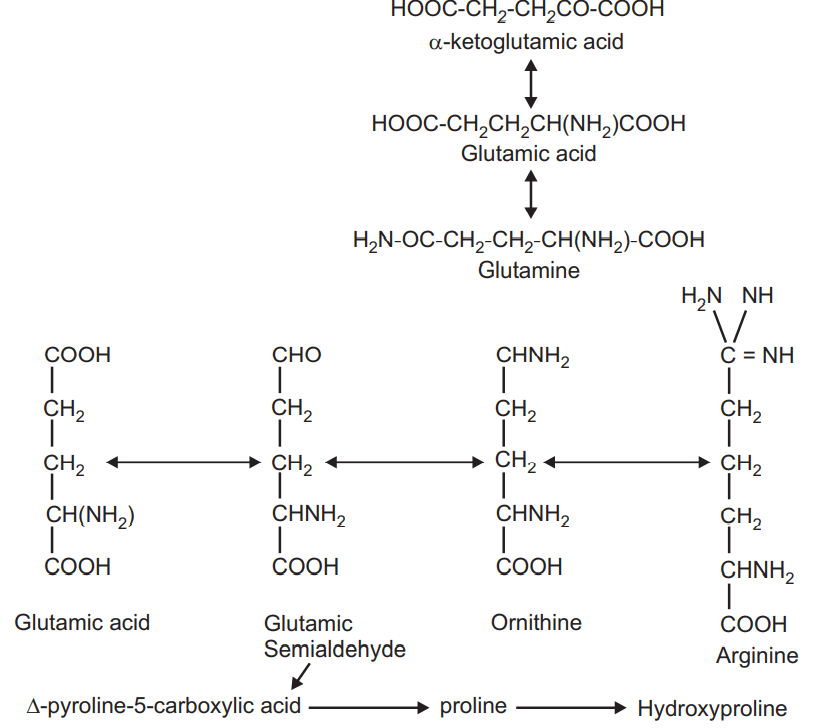Biosynthesis of Amino acids