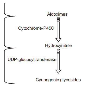 Biosynthesis of Cyanogenetic glycosides