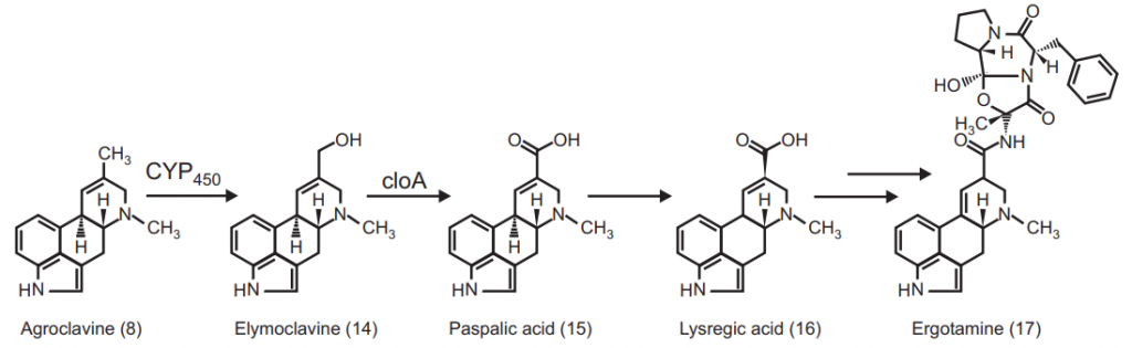 Biosynthesis of Ergot alkaloids