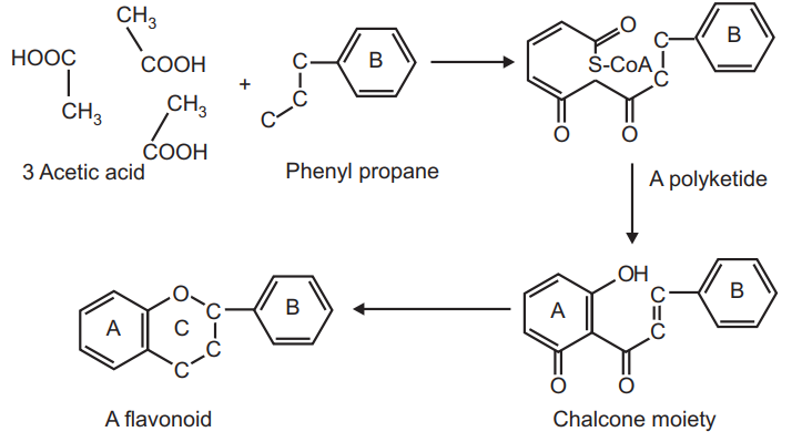Biosynthesis of Flavonoid molecule