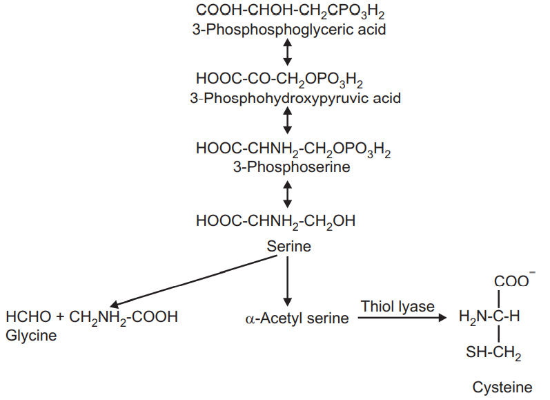 Biosynthesis of Serine and Glycine
