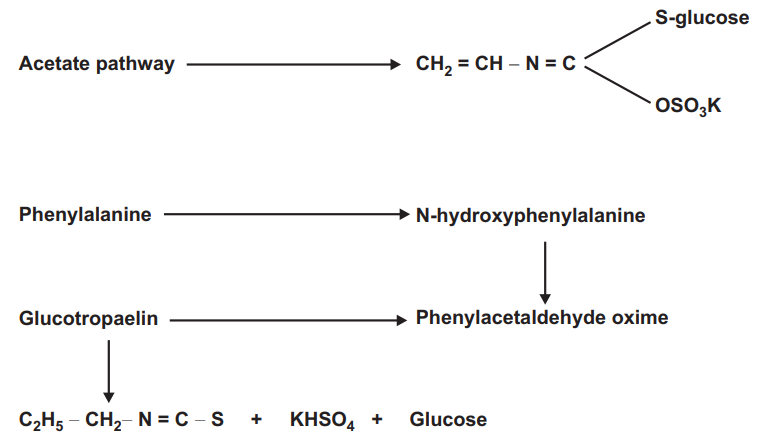 Biosynthesis of isothiocyanate aglycone