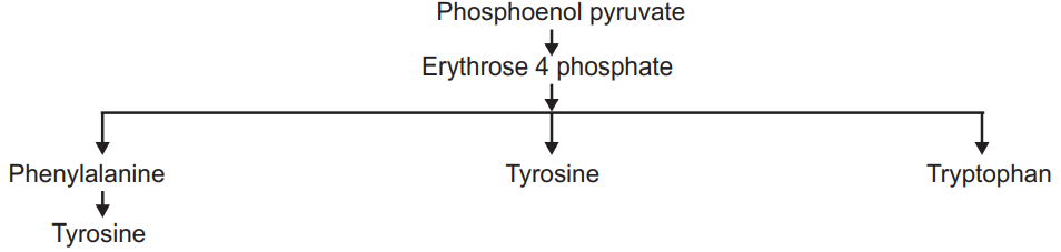Formation of Tyrosine, Tryptophan, and Phenylalanine