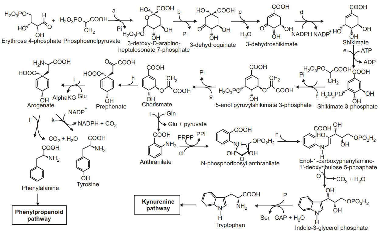 Shikimic Acid Pathway - Solution Parmacy