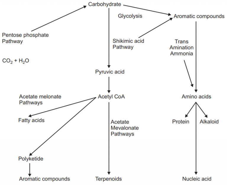 Shikimic Acid Pathway - Solution Parmacy