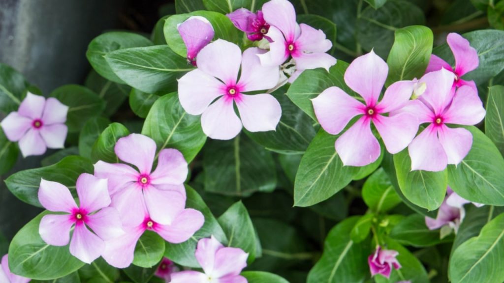 Vinca - Synonyms, Biological Source, Macroscopical Characters, And More