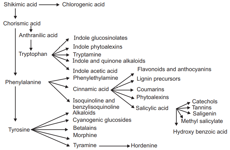 to the biosynthesis of diverse bioactive principles
