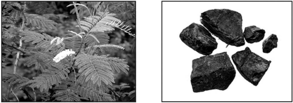 Acacia catechu plant and Kattha pieces