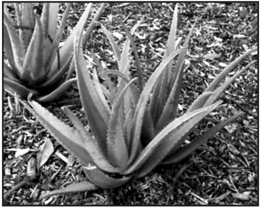 Aloe barbedensis plant