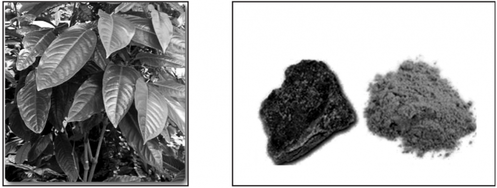 Asafoetida plant and its tear form