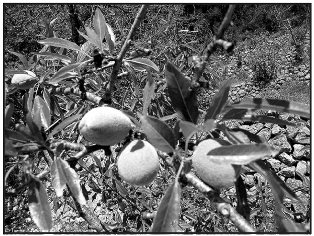 Bitter almond plant