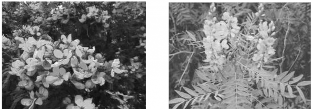 Cassia acutifolia and C. angustifolia plant