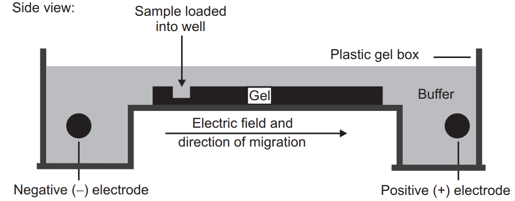 Diagrammatic representation of Gel electrophoresis