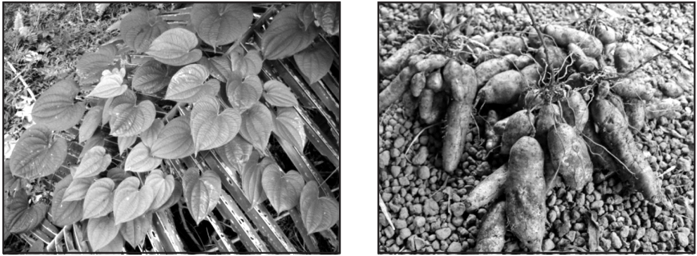 Dioscorea plant and its tubers