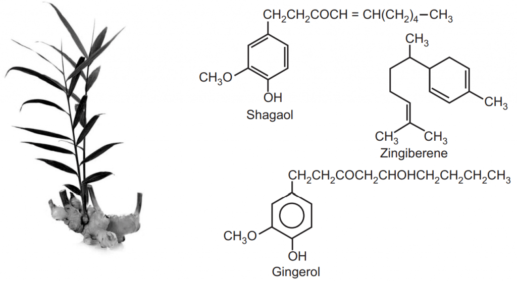 Ginger plant and Chemical structure of ginger constituents