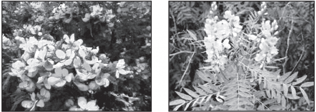 Images of Cassia acutifolia and C. angustifolia plant