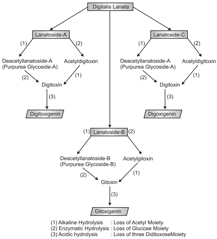 Interconversion of lanatosides into their derivatives