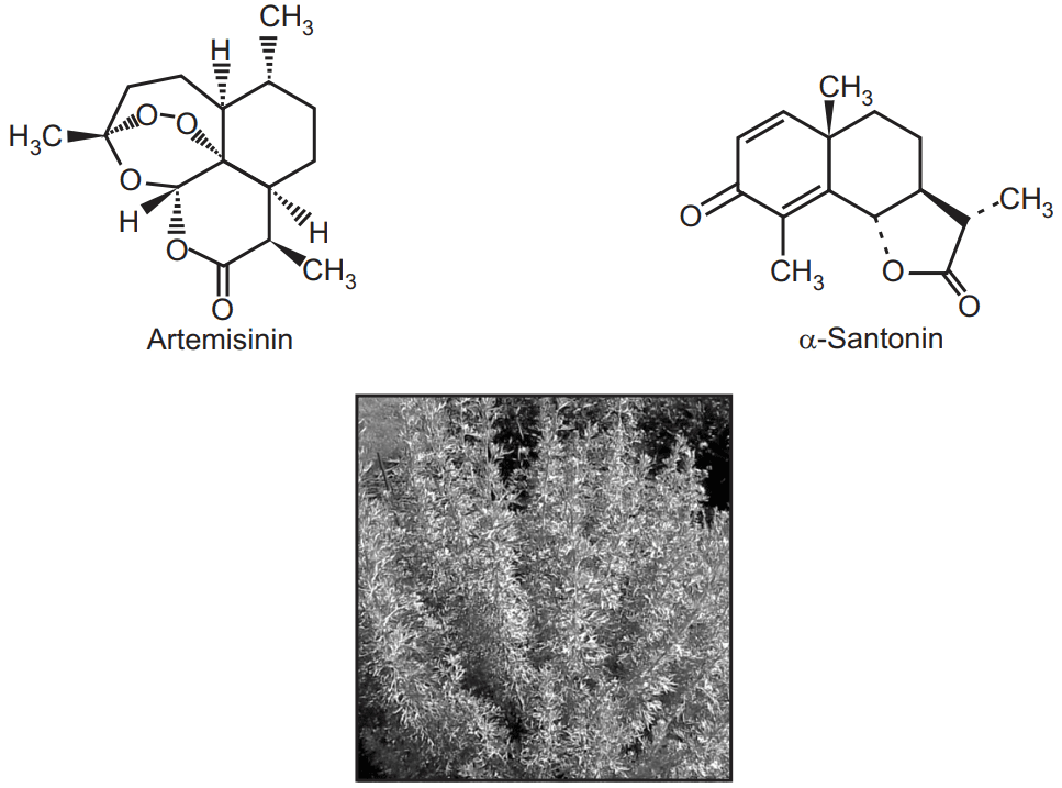 Structure of Artemisinin, Santonin, and Artemisia plant