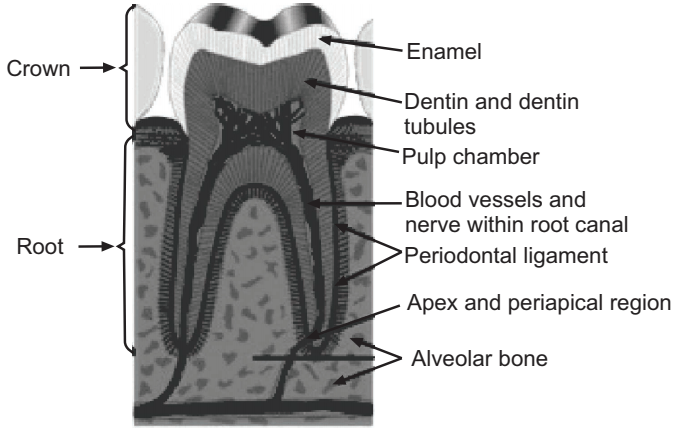 Cross-sectional diagram of a molar tooth