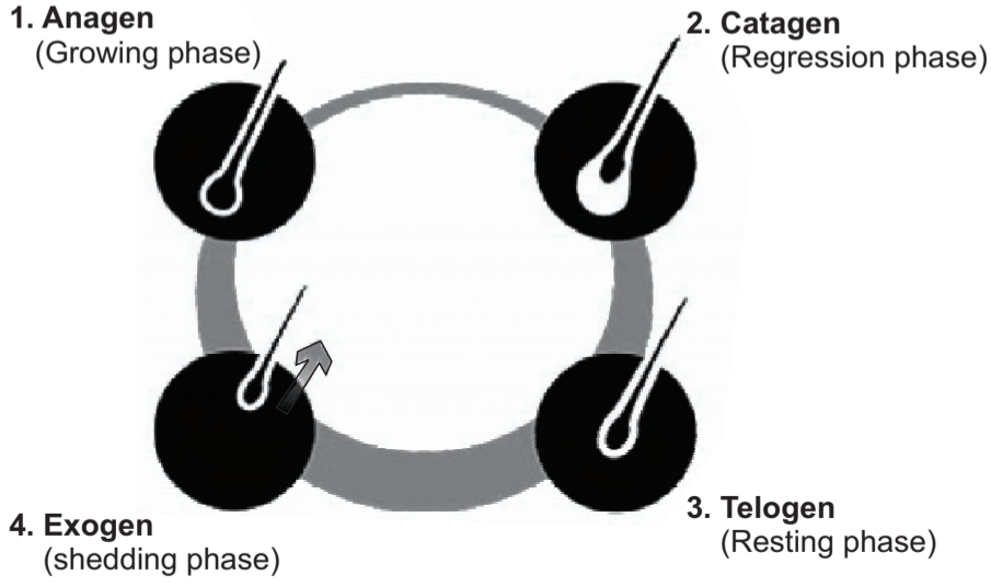Diagram for the hair growth cycle